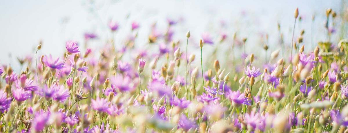 close up purple flowers