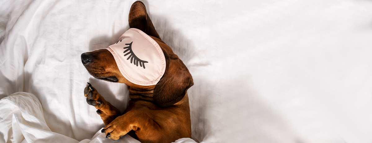 Weiner dog asleep wearing face mask