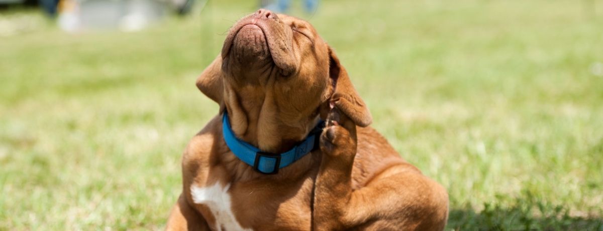 brown dog scratching